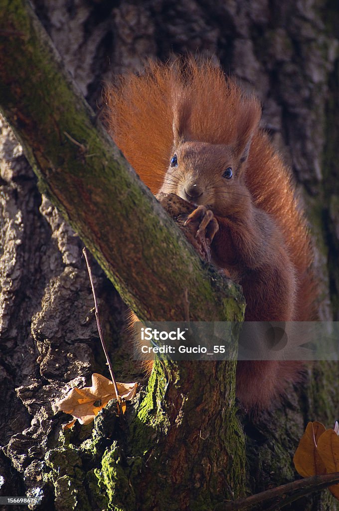 Écureuil roux-Sciurus vulgaris - Photo de Animaux à l'état sauvage libre de droits