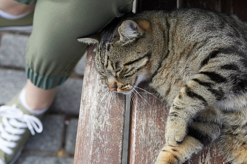 a lady sitting beside a cat sleeping over the wooden park bench