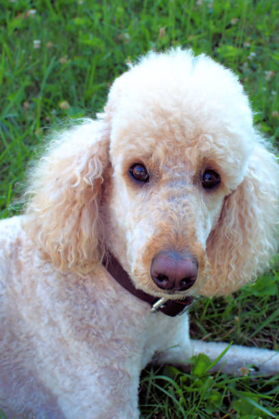 istock Portrait of a Standard Poodle 1566989851