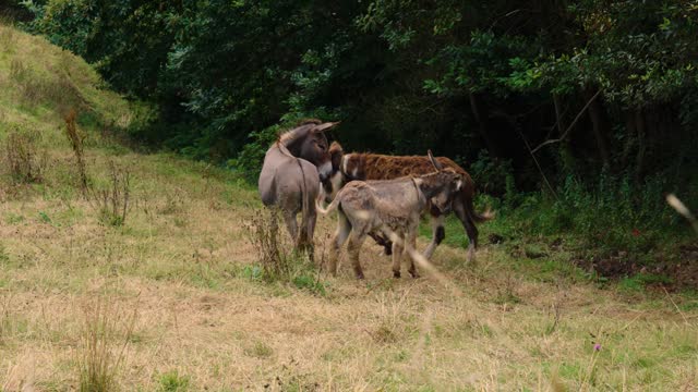 Donkey family with one child on a forest pasture