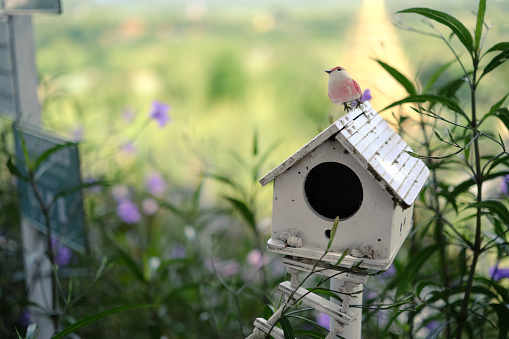 Small bird standing on wooden birdhouse in spring garden.