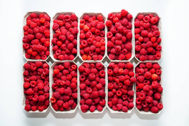 Fresh picked organic raspberries in baskets on white.