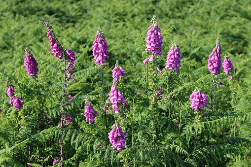 Group of pink and purple foxgloves