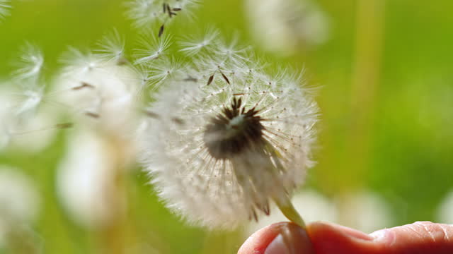 SLO MO LD Hand holding a dandelion and seeds are blown off it