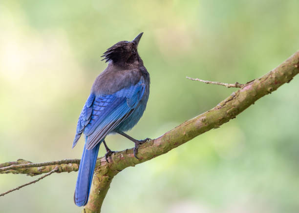 istock Steller's Jay (Cyanocitta stelleri) - Vibrant Blue Jay Perched on a Branch 1566999084
