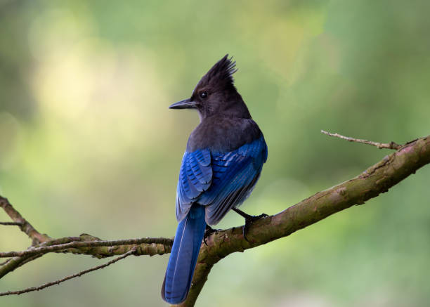 istock Steller's Jay (Cyanocitta stelleri) - Vibrant Blue Jay Perched on a Branch 1566999603