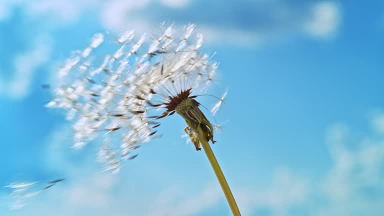 SLO MO LD Dandelion in sunshine and its seeds being blow away