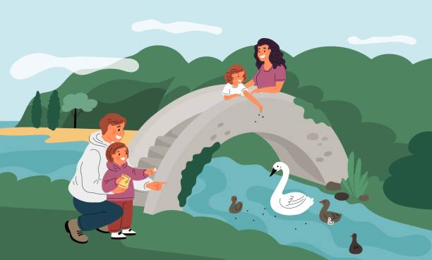 ilustrações de stock, clip art, desenhos animados e ícones de family feeding ducks on pond. happy parents with kids give crumbs and grains to birds in park. people birdwatching on river bridge. outdoor walk. swans with chicks. garish vector concept - duckling parent offspring birds