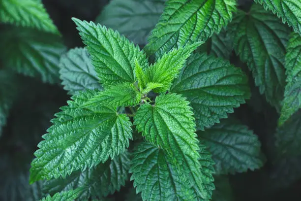 Growing common nettle bush outdoors. Urtica dioica. Stinging nettles plant. Herbal medicine concept. Dark foliage background. Green leaves pattern at night. Botanical greenery close up. Top view