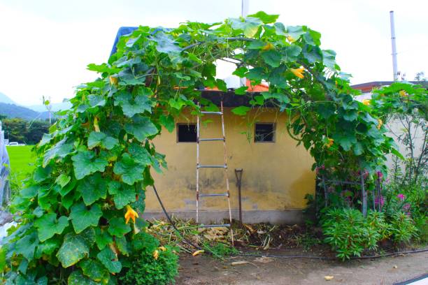 istock Yellow Garden Hut 1567013833