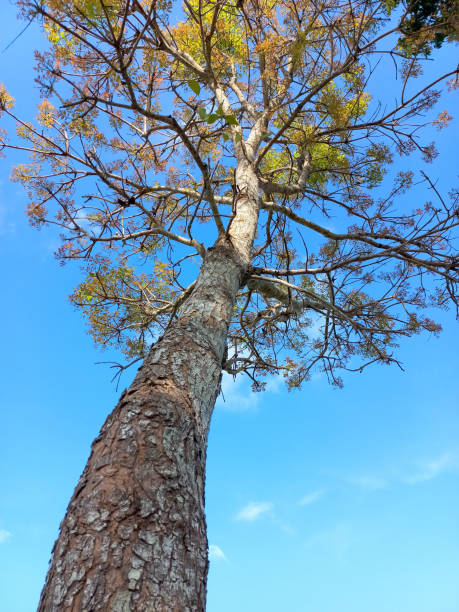 istock Low angle view photography of tropical tree on pure blue sky background 1567017018