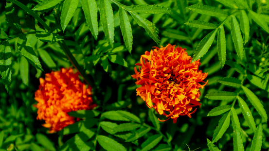 Beautiful and stunning marigold flowers
