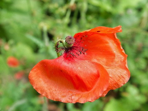 A Red poppy coming to its end