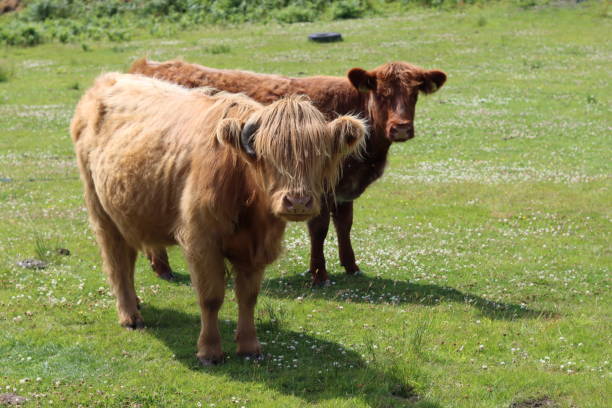 istock Brown highland cows standing in a sunny field 1567035296