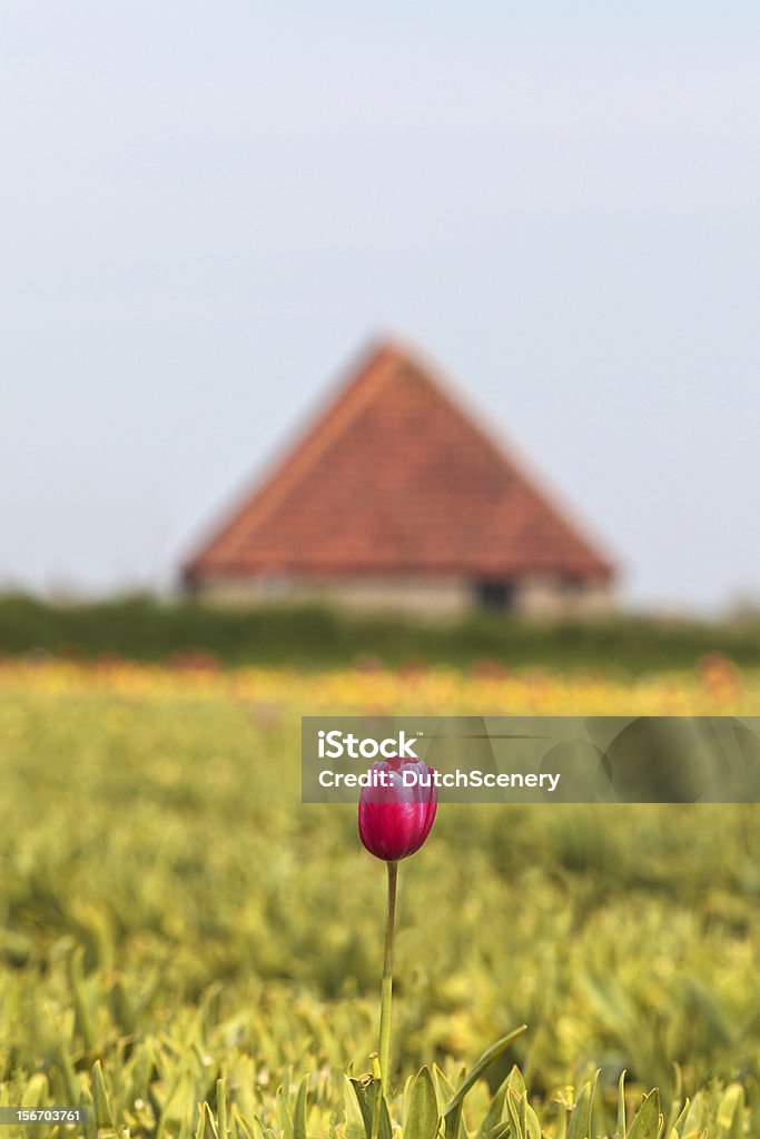 Einsam Rosa Tulpe vor einem niederländischen farm - Lizenzfrei Abgeschiedenheit Stock-Foto