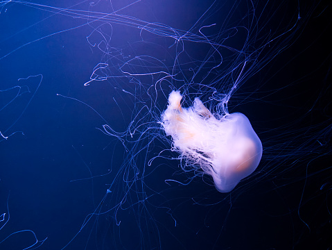 Jellyfish floating in the ocean glowing