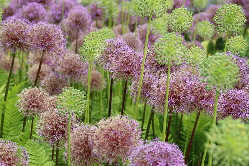 Large purple allium flowerheads and seed heads