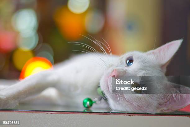 Porträt Von Weiße Katze Stockfoto und mehr Bilder von Blau - Blau, Domestizierte Tiere, Entspannung