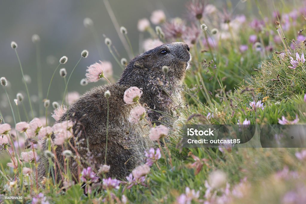 Marmota dos e flores, Groundhog - Foto de stock de Alpes europeus royalty-free