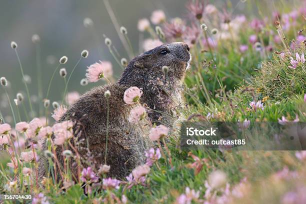 Foto de Marmota Dos E Flores Groundhog e mais fotos de stock de Alpes europeus - Alpes europeus, Animal selvagem, Exterior