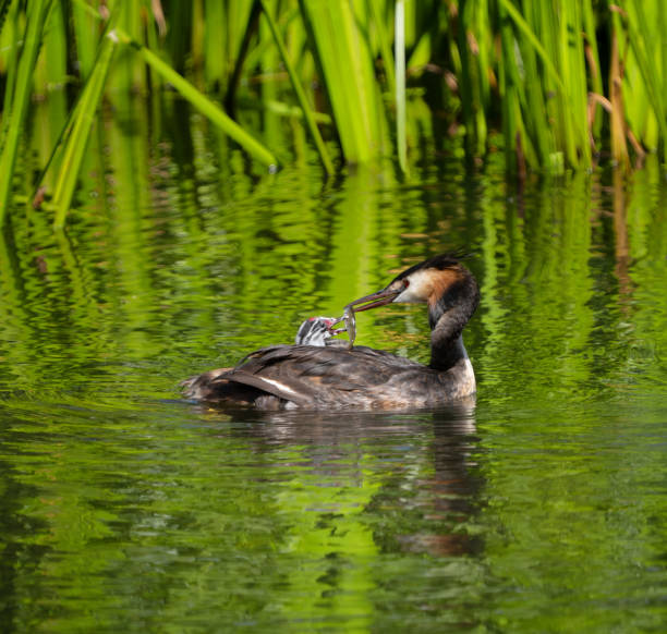 istock Great crested grebe feeding her chick with a small fish, Oslo Norway 1567050131