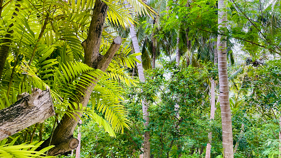 Palm leaves in evening sunlight on a tropical Island.