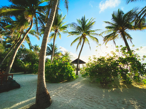 Palm trees in evening sunlight on a tropical Island.Maldives