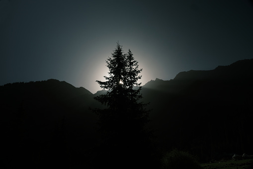 Pair of fir trees against mountain ridge at sunrise. Juuku gorge, Issyk-Kul region