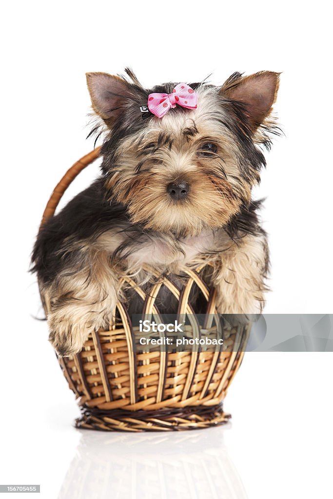 Linda terrier de yorkshire cachorro en una canastilla - Foto de stock de Animal libre de derechos