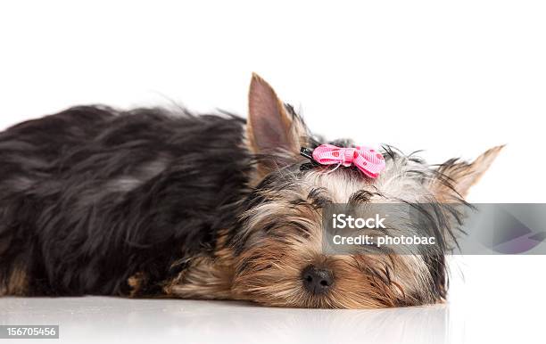 귀여운 요크셔테리어 강아지 격리됨에 Over 인명별 요크셔테리어에 대한 스톡 사진 및 기타 이미지 - 요크셔테리어, 피곤한, 가축