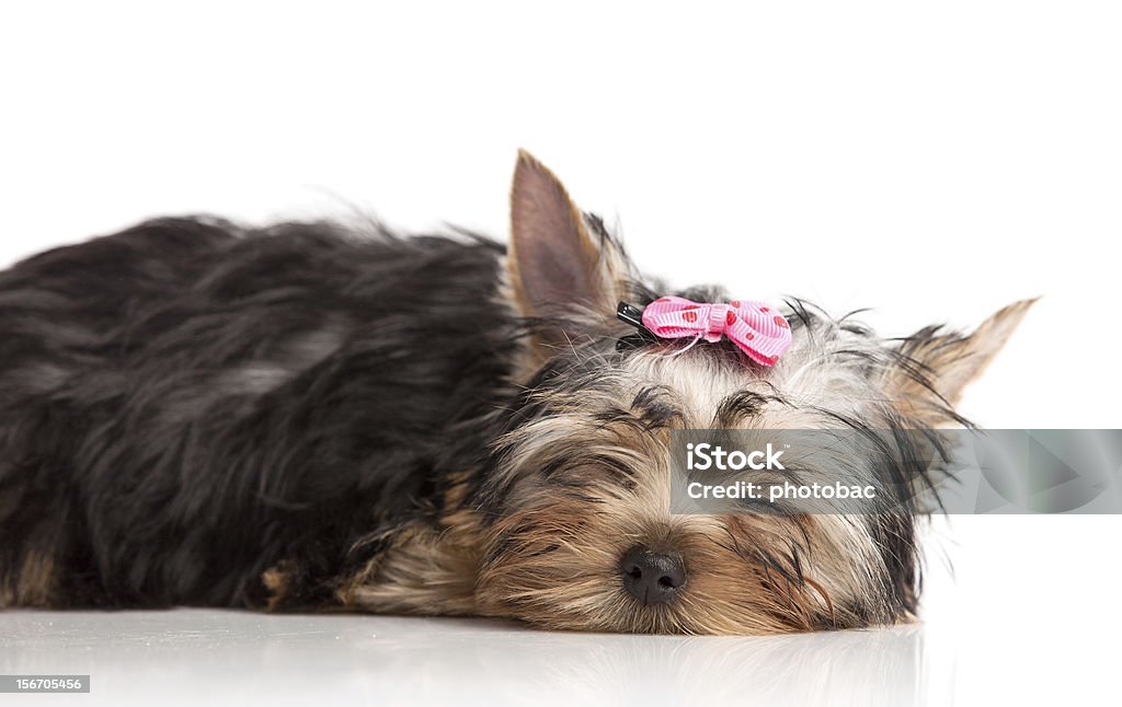 Милый Йоркширский терьер щенок на изолированных белый - Стоковые фото Йоркширский терьер роялти-фри