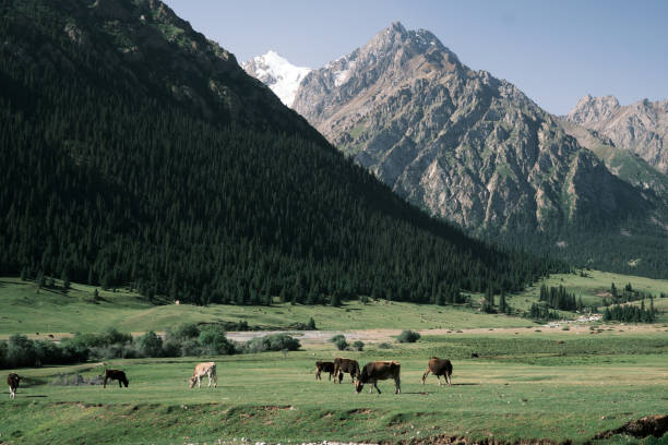 istock Mountain gorge valley with snowcapped peak on background 1567056593