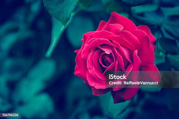 Rosa Rossa - Fotografias de stock e mais imagens de Colorido - Colorido, Cor verde, Flor