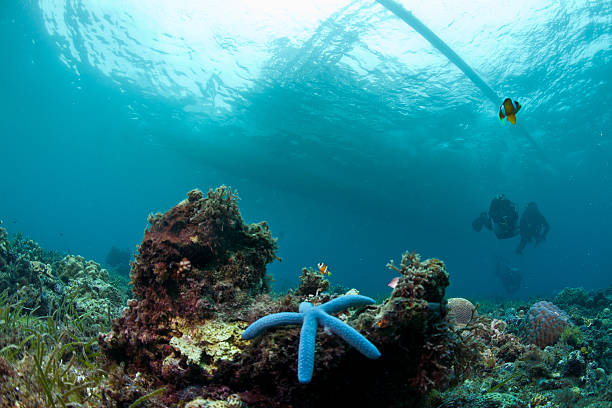 istock Blue Starfish, coral, divers boat and a clownfish 156707753