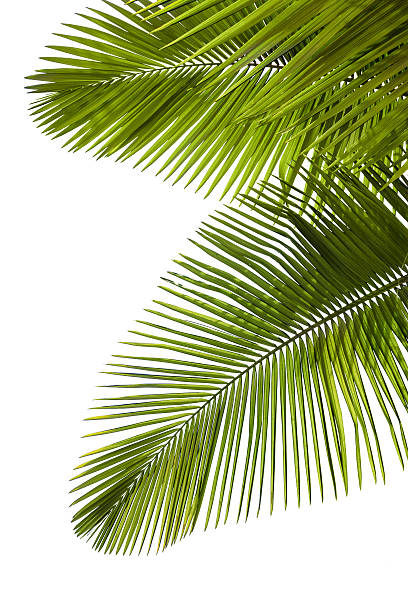 istock Leaves of palm tree 156707834