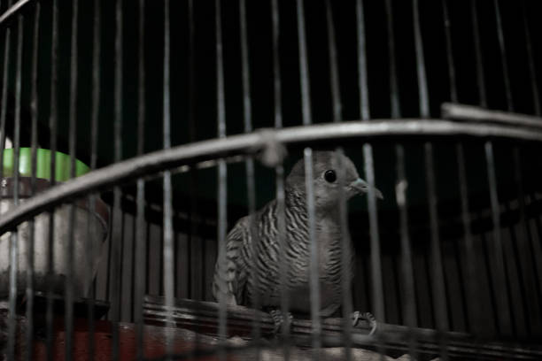 A bird in a cage with minimal light.
