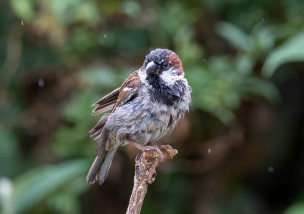 istock Closeup of a sparrow perched on a tree branch 1567081591