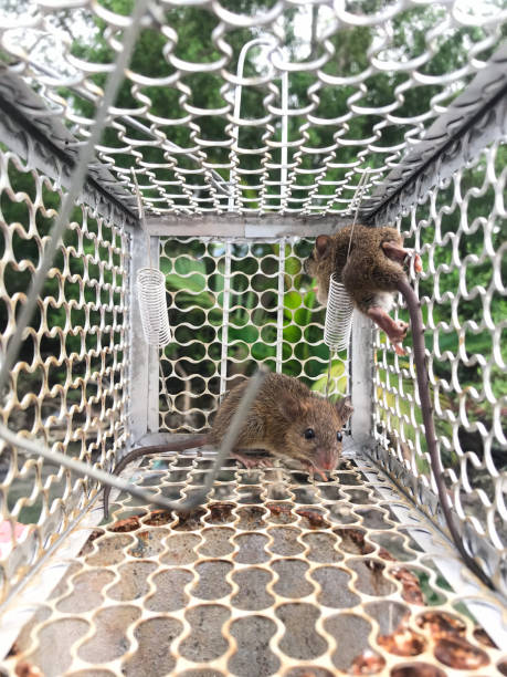 istock Dirty rat in mousetrap cage. Rat problem in city concept. 1567084439