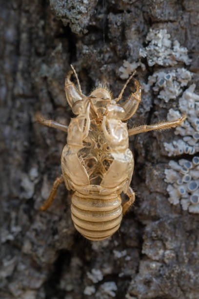 istock cicada moult close up in morning light 1567088933