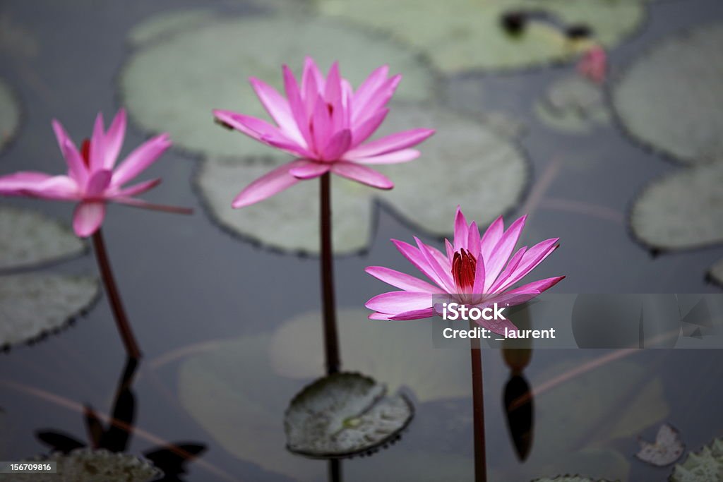 Pink waterlily Backwater Stock Photo