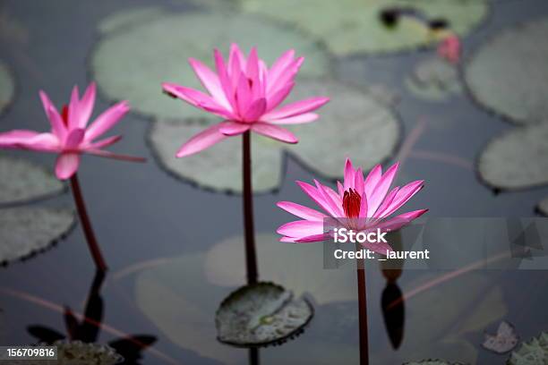 Pink Waterlily Stock Photo - Download Image Now - Backwater, Beauty In Nature, Bush