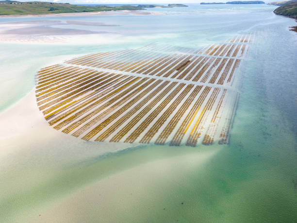 Aerial view of oyster farm racks at low tide Aerial drone view of oyster farm racks, at low tide. Located in a tidal estuary in Sutherland, Scotland, the low tides enable workers to access the racks for turning the oysters as they grow. Oysters have been farmed for many hundreds of years using this method. seaweed farming stock pictures, royalty-free photos & images