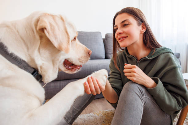 istock Woman teaching dog tricks at home 1567101538