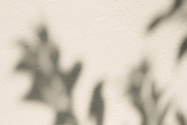 istock Shadow of tree branch and leave on white concrete wall texture background 1567111249