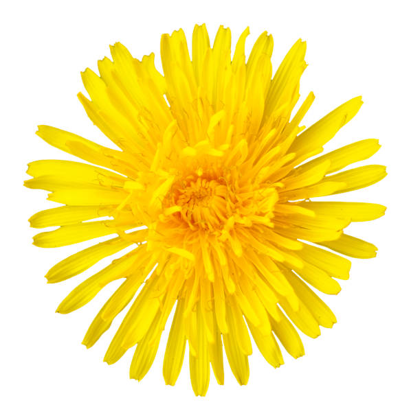 istock Small yellow flower isolated on a white background. 1567112705