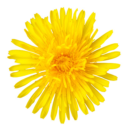 Small yellow flower isolated on a white background. The flower shape resembles a daisy.