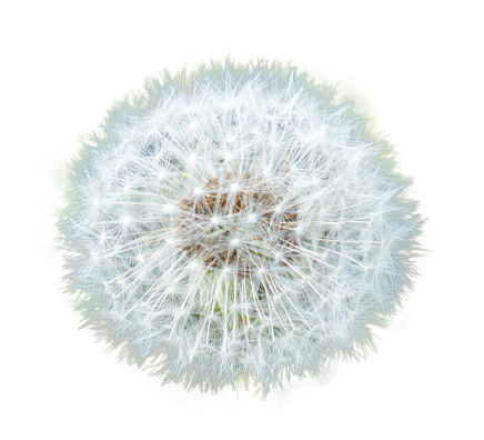 Dandelion white flower isolated on white background. The shape of the flower is similar to spherical.
