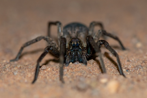 Gorgeous wolf spider found in the wild in KwaZulu-Natal, South Africa