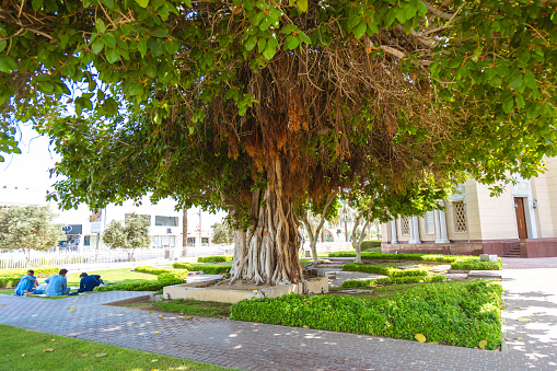 Medium group of people sitting under tree on desert