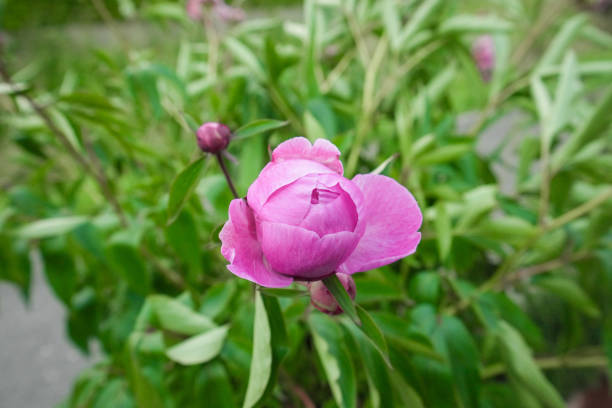 Pink peonies with morning dew close-up at sunrise